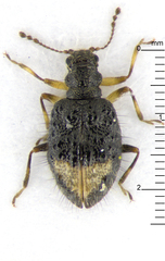 Rethusus pustulosus