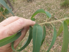 Corymbia citriodora