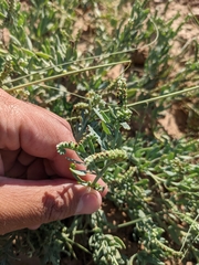 Heliotropium curassavicum