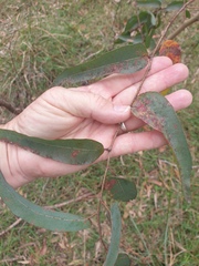 Corymbia citriodora