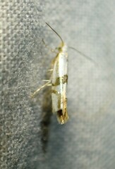 Argyresthia oreasella