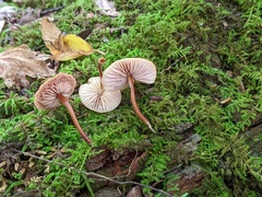 Marasmius cohaerens