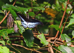 Papilio polymnestor