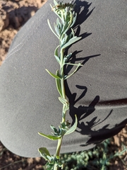 Heliotropium curassavicum