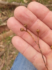 Eucalyptus crebra
