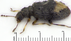 Rethusus pustulosus
