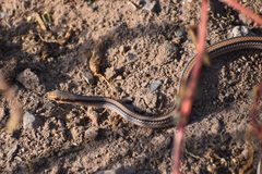 Salvadora deserticola