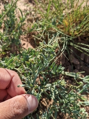 Heliotropium curassavicum