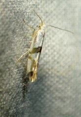 Argyresthia oreasella