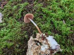 Marasmius cohaerens