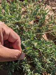 Heliotropium curassavicum