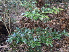 Beilschmiedia obtusifolia