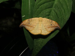 Drepana arcuata