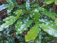 Beilschmiedia obtusifolia