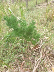 Asparagus retrofractus