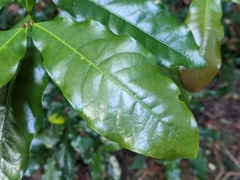 Beilschmiedia obtusifolia