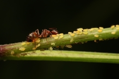 Camponotus subbarbatus