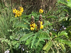 Senna didymobotrya