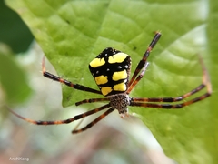 Argiope halmaherensis