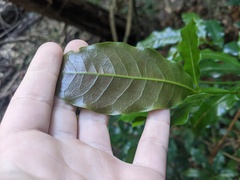 Beilschmiedia obtusifolia