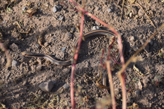 Salvadora deserticola
