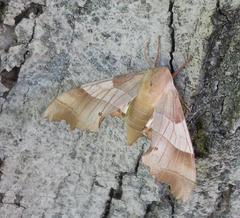Marumba quercus