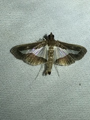 Diaphania modialis