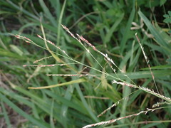Eriochloa procera
