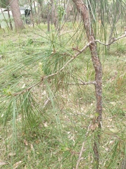 Pinus elliottii