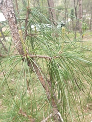 Pinus elliottii