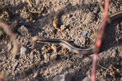 Salvadora deserticola