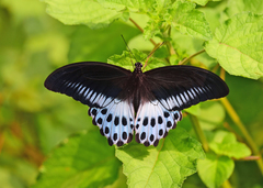 Papilio polymnestor