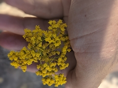 Sartwellia flaveriae