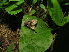 Euplexia benesimilis
