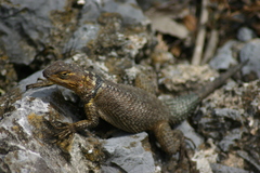 Sceloporus cyanogenys
