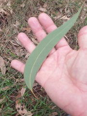 Eucalyptus planchoniana