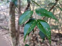 Syzygium