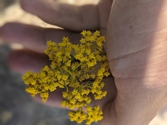 Sartwellia flaveriae