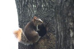 Sciurus alleni