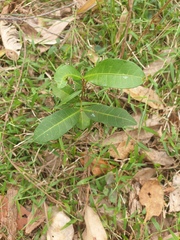 Cupaniopsis parvifolia
