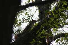 Sciurus alleni