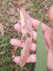 Eucalyptus planchoniana