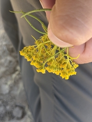 Sartwellia flaveriae