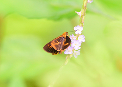 Oriens goloides