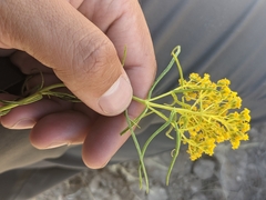 Sartwellia flaveriae