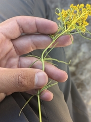 Sartwellia flaveriae