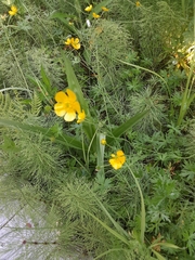 Ranunculus