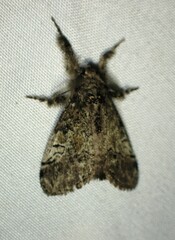 Dasychira vagans
