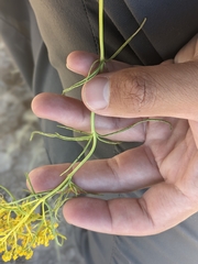 Sartwellia flaveriae