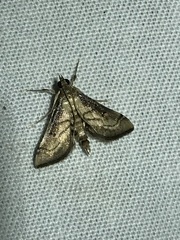 Marasmia
